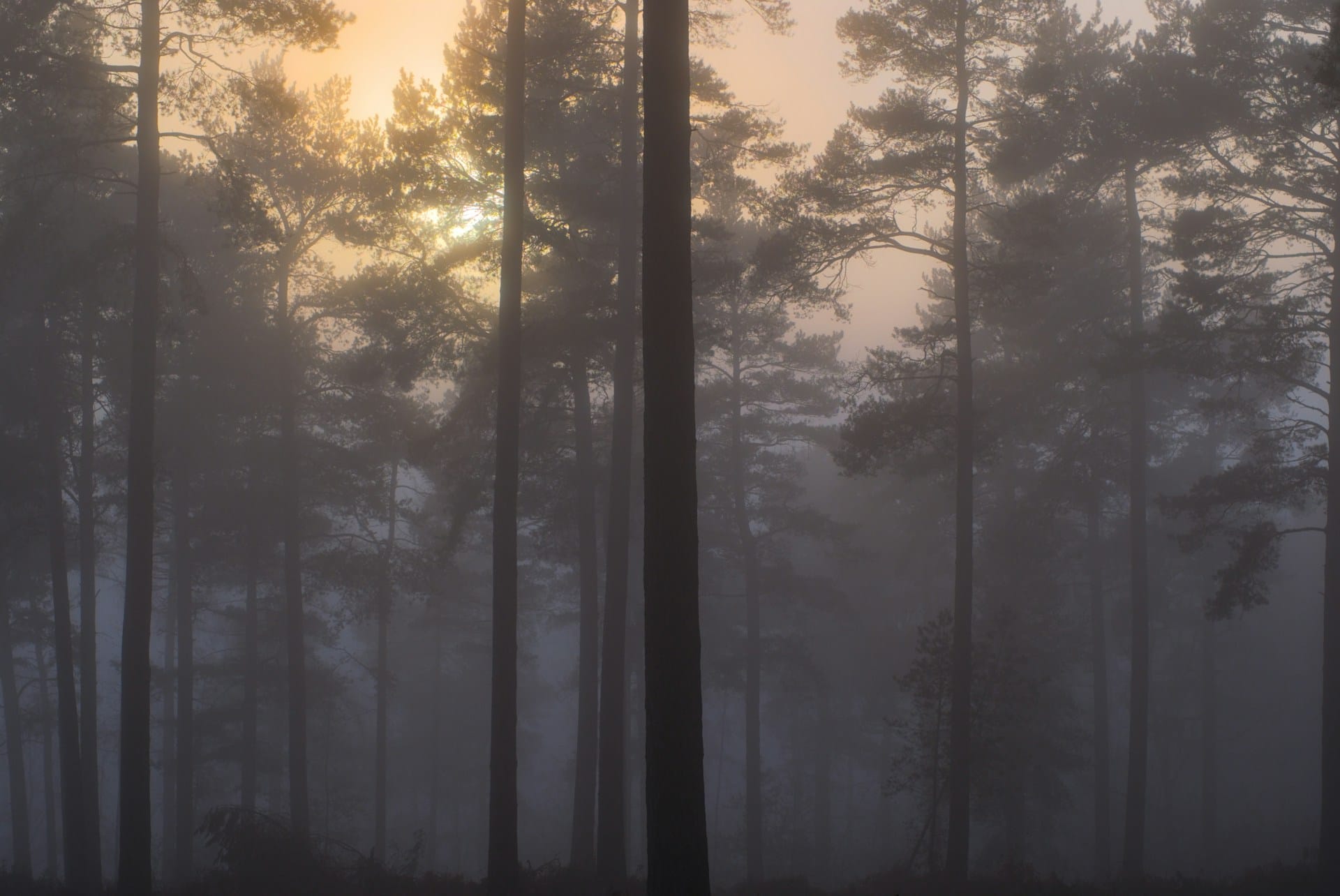 A misty forest representing existential grief and loss of meaning.